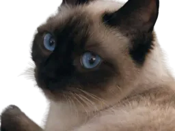 :chatounette2: