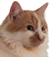 :Chat_ziziflute: